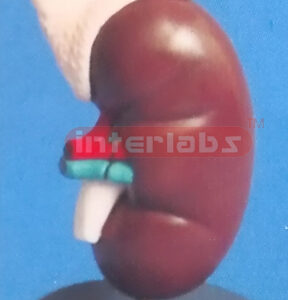ANATOMICAL MAGNIFIED KIDNEY WITH ADRENAL GLAND (3 PCS)