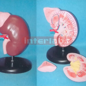 HUMAN BIG ENLARGED ANOTOMICAL KIDNEY MODEL WITH ANATOMICAL GLAND (3 PCS / SET)