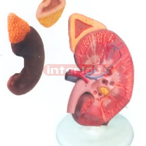GIANT HUMAN ADVANCED & MAGNIFIED KIDNEY MODEL