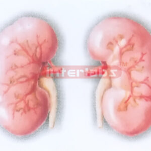 THE RENAL SEGMENTS AND THE SEGMENTAL ARTERIES MODEL (ANTERIOR ABD POSTERIOR ASPECT)