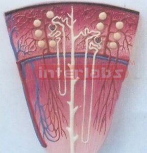 SMALL EXPANSION NEPHROM MODEL