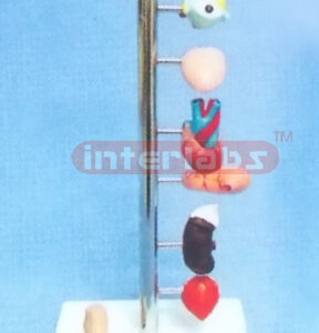 BIG VERTICAL DIABETES MODEL - BRAIN, EYE, TONGUE, HEART, STOMACH, KIDNEY, SUPERRENAL GLAND & FOOT