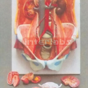 DELUXE HUMAN URINARY SYSTEM MODEL OF THE MALE AND FEMALE RECHANGEABLE