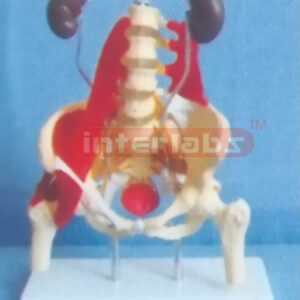 FEMALE MUSCULAR, THECA, KIDNEY, ARTERY IN PELVIS MODEL