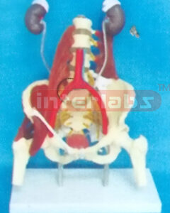 FEMALE MUSCULAR, THECA, KIDNEY, ARTERY VEIN CAVAINF ERIOR IN PELVIS MODEL