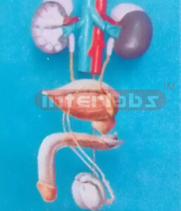 MALE UROGENITAL SYSTEM ON STAND WITH ADRENAL GLAND