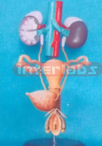 FEMALE UROGENITAL SYSTEM ON STAND WITH ADRENAL GLAND
