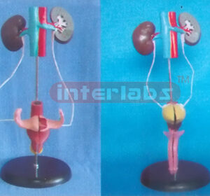 UROGENITAL SYSTEM ON STAND (FULL VIEW URINARY SYSTEM) B TYPE