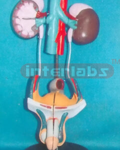 MALE UROGENITAL SYSTEM ON STAND With ADRENAL GLAND