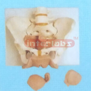 FEMALE PELVIS SKELETON MODEL WITH GENITALIA