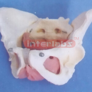 FEMALE MUSCULAR& INNER ORG ENS IN PELVIS MODEL A TYPE