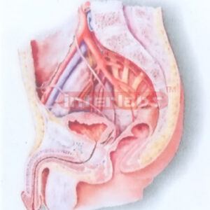 HANGING HUMAN ARTERIES MODEL OF THE MALE PELVIC CAVITY (MEDIAN SAGITTAL SECTION)
