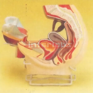 PRIMARY MALE HEALTH ABDOMINAL CAVITY MODEL PLAT-TYPE, HANGING