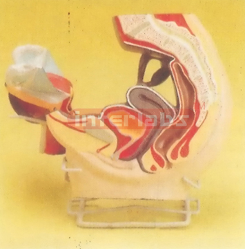 PRIMARY MALE HEALTH ABDOMINAL CAVITY MODEL PLAT-TYPE, HANGING