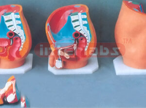 HUMAN HEALTH MALE URINARY / PELVIS SECTION (A TYPE)