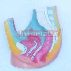 HUMAN PRIMARY FEMALE HEALTH ABDOMINAL CAVITY HANGING NUMBERED