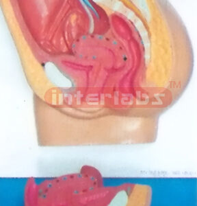 HUMAN ADVANCED FEMALE MORBIDITY ABDOMINAL CAVITY MODEL PLAT TYPE HANGING