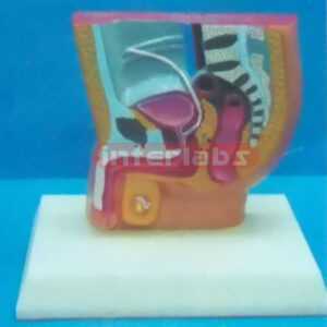 SMALL HUMAN HEALTH MALE URINARY / PELVIS SYSTEM (A TYPE)