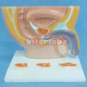 SMALL HUMAN DISEASED MALE URINARY / PELVIS STAND SYSTEM (C TYPE)
