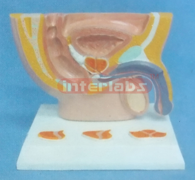 SMALL HUMAN DISEASED MALE URINARY / PELVIS STAND SYSTEM (C TYPE)