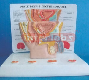 HUMAN MALE HEALTH & DISEASE COMPOSITION MODEL OF GENITAL ORGANS BLADDER, PROSTATE AND URETHRA