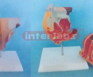 FEMALE GENITAL ORGANS MODEL