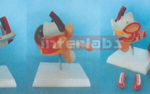 MALE GENITAL ORGANS MODEL