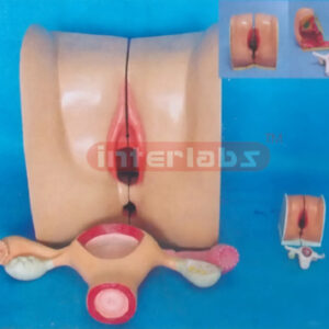 EXTRA HEALTH HUMAN FEMALE GENITAL ORGANS DEMONSTRATION MODEL