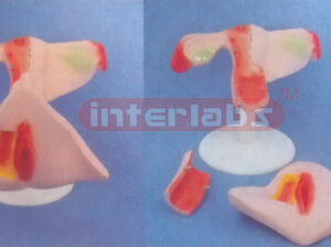 NATURAL UTERUS WITH PLASTIC BASE (3 PCS)