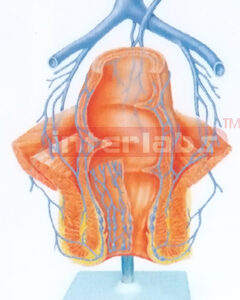 HUMAN HEALTH RECTUM (CORONAL SECTION) MODEL