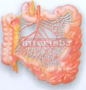 ARTERIES OF SMALL INTESTINE DISTRIBUTION