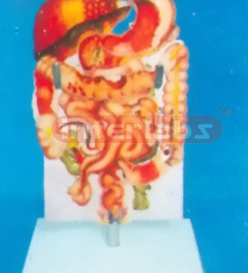 DESK-TYPE, HUMAN COMMON DISEASES OF THE DIGESTIVE SYSTEM MODEL WIDESCRIPTION PLATE
