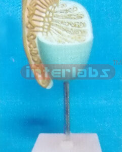 HUMAN ANATOMICAL MODEL OF TESTIS