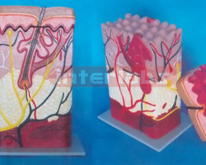 BIG HEALTH SKIN MODEL WITH HORIZONTAL SECTION 2 PCS (WEST-TYPE)