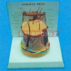 DESK / ROUND TYPE, HEALTH SKIN WITH DESCRIPTION PLATE