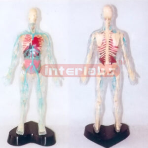 35CM TALL, TRANSPARENT AND DISSETABLE HUMAN BODY WITH SKELETON, ORGANS AND MAJOR VEINS OF HEAD AND TRUNK