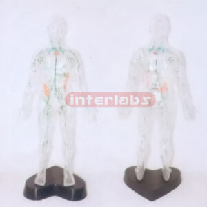 35CM TALL, TRANSPARENT AND DISSECTABLE HUMAN BODY WITH LYMPHATIC SYSTEM AND LYMPH DRAINAGE