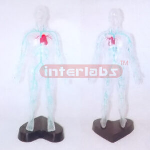 35CM TALL TRANSPARENT AND DISSECTABLE HUMAN BODY WITH MAIN VEINS OF HEAN AND TRUNK