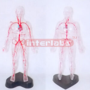 35CM TALL, TRANSPARENT AND DISSECTABLE HUMAN BODY WITH MAIN ARTERIES OF HEAD AND TRUNK