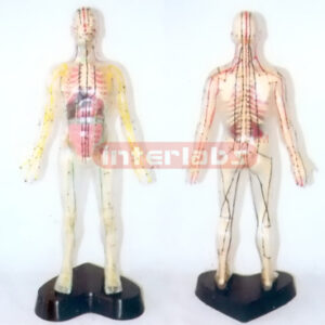 35CM TALL, DISSECTABLE AND TRANSPARENT HUMAN BODY WITH SKELETON, ORGANS, ACUPUNCTURE AND MOXIBUSTION, NUMBERED BY DIGIT