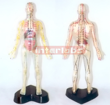 35CM TALL, DISSECTABLE AND TRANSPARENT HUMAN BODY WITH SKELETON, ORGANS, ACUPUNCTURE AND MOXIBUSTION, NUMBERED BY DIGIT