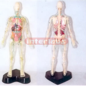 35CM TALL, TRANS PARENT AND DISSECTABLE HUMAN BODY WITH SKELETON, ORGANS AND LYMPHATIC SYSTEM AND LYMPH DRAINAGE