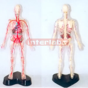 35CM TALL, TRANSPARENT AND DISSECTABLE HUMAN BODY / SKELETON, ORGANS AND MAJOR ARTERIES OF HEAD AND TRUNK