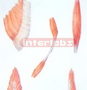 THE MORPHOLOGY COLLECTION OF THE MUSCLES