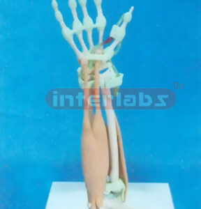 DESK- TYPE, HALF ARM & HAND SKELETON MODEL WITH LIGAMENTS MUSCLE & ARTERY AND DESCRIPTION PLATE