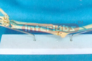 HUMAN ARM BONE MODEL WITH VEINS