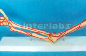 HUMAN ARM BONE MODEL WITH ARTERY