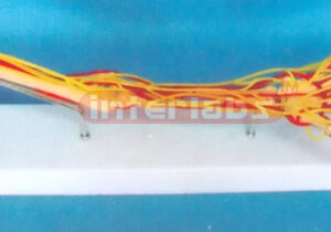 HUMAN ARM BONE MODEL WITH NERVES AND ARTERY