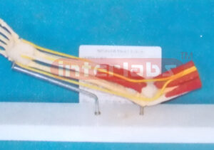 DESK TYPE. HEALTH MUSCLED RIGHT & NELVE AIM MODEL WITH DESCRIPTION PLATE