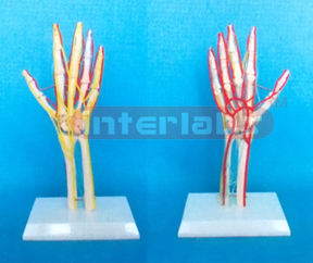 BIG ARM AND HUMERUS BONE MODEL WITH DEEP LAYER MAIN ARTERY, VEIN BLOOD AND NERVES
